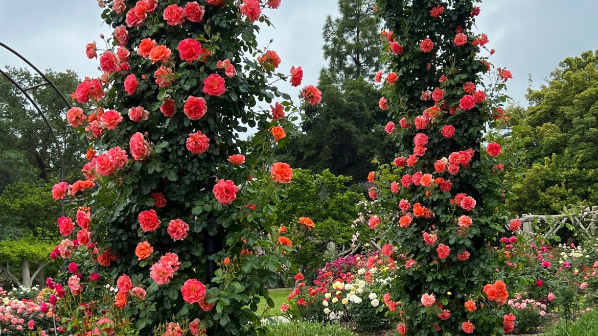 What’s the story? Wasteland or Rosegarden?