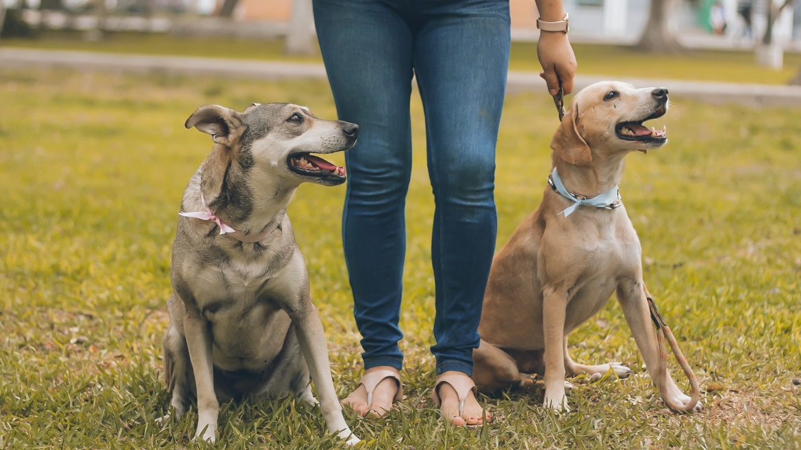 Dogs represented 91 million pets in Europe, in 2024. / Photo: <a target="_blank" href="https://unsplash.com/@mmeza">Manuel Meza</a>, Unsplash, CC0.,