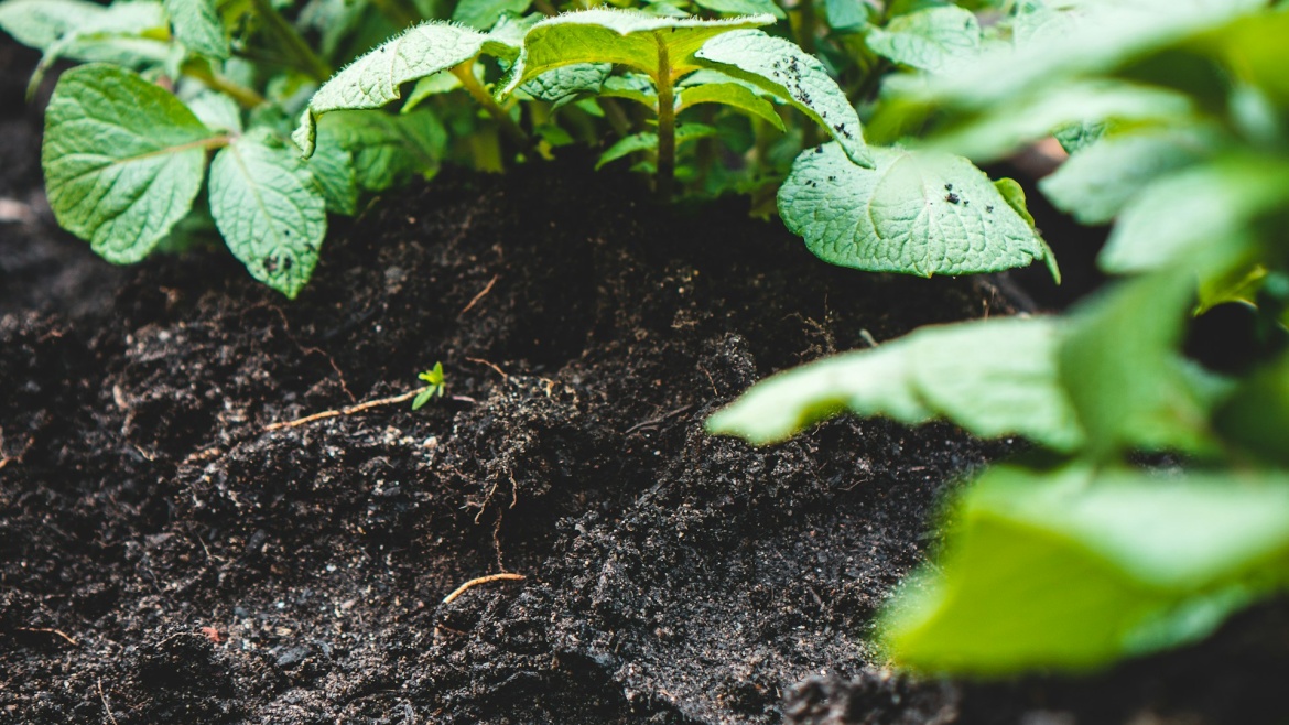 Photo: <a target="_blank" href="https://unsplash.com/@jupp">Jonathan Kemper</a>, Unsplash, CC0.,