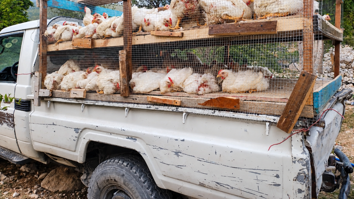 Rural van with a chicken coop. / Photo: <a target="_blank" href="https://alianzasolidaria.org/">Alianza Solidaria</a>.,